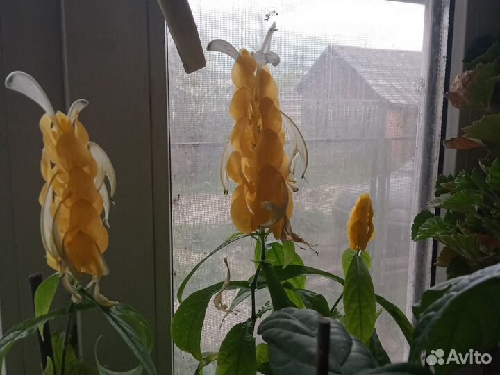 Комнатные растения цветы