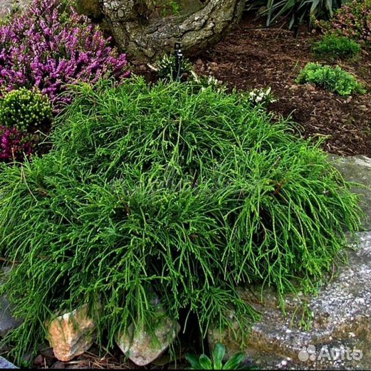 Кипарисовник горохоплодный филифера нана