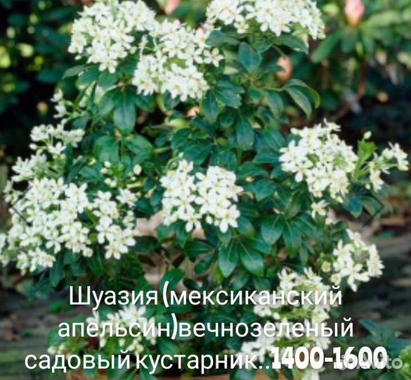 Лопеталум,цеанотус,шуазия,саркококка,лептоспермум