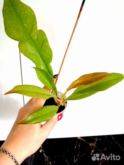 Филодендроны