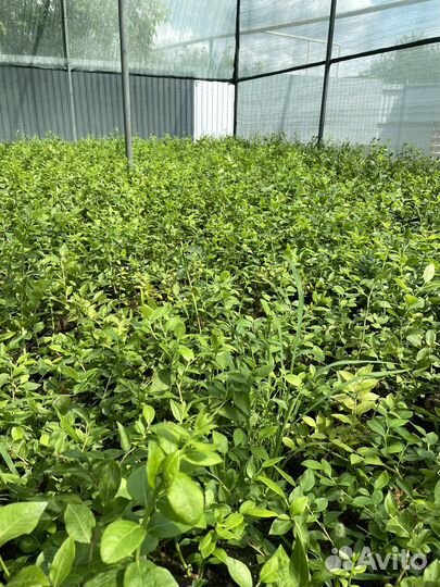 Саженцы голубики