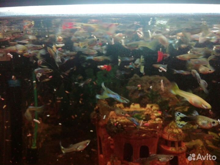 Рыбки гуппи