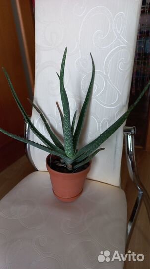 Алоэ лечебный