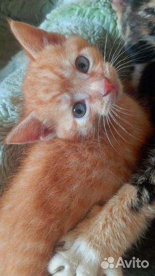 Рыжий котенок