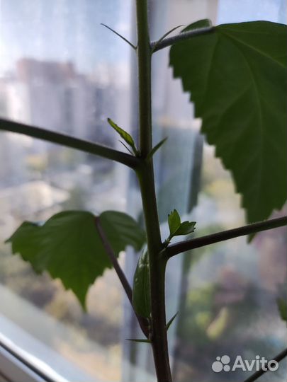 Гибискус китайская роза махровая 2 шт