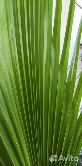 Пальма Вашингтония Робуста