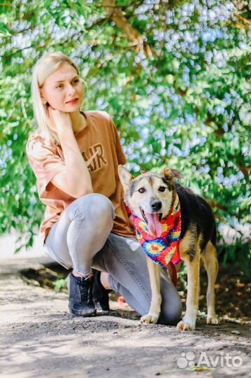 Собака из приюта