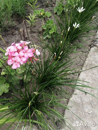 Зефирантес белый