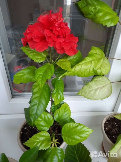 Гибискус комнатный