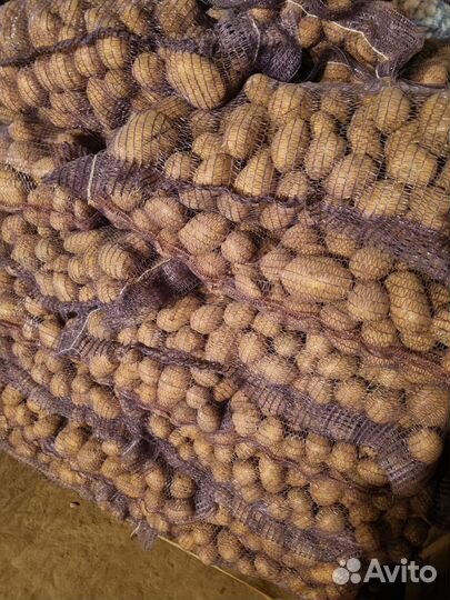 Картофель оптом некондиция