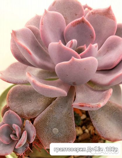 Суккуленты-седумы-седеверии-граптоверии-эхиверии