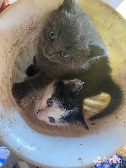 Котята в добрые руки