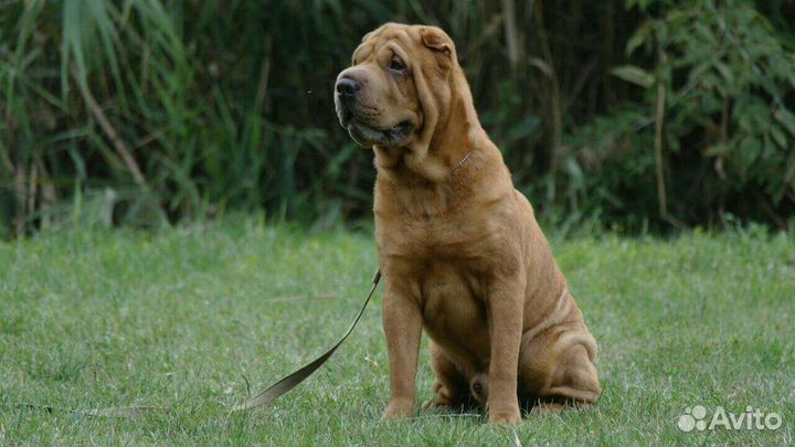 Шарпей вязка