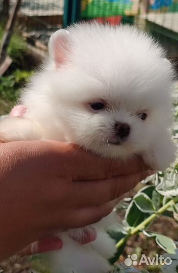 Померанский шпиц мини щенок