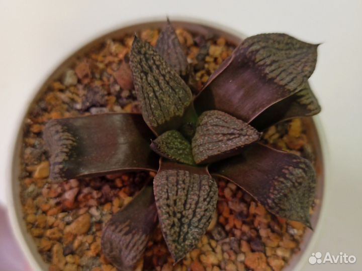 Суккуленты Замиокулькас Алое Хавортия