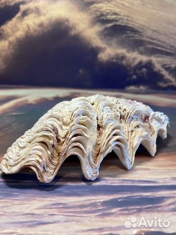 Морские ракушки раковины австралия