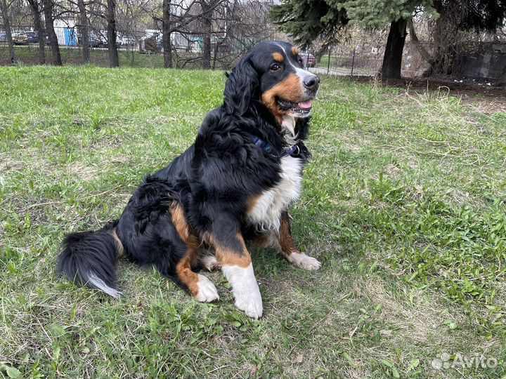 Выгул собак, уход и любовь