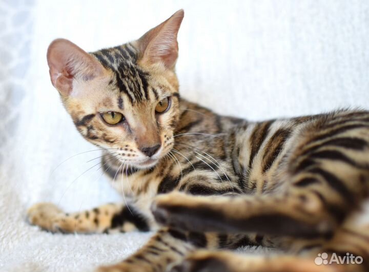 Бенгальская девочка для разведения