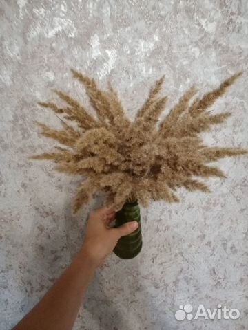 Пампасная трава, сухоцветы для декора 50 шт