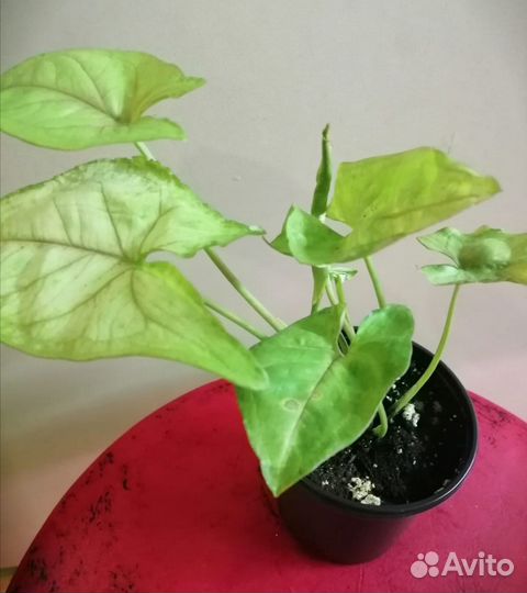 Цветы в ассортименте