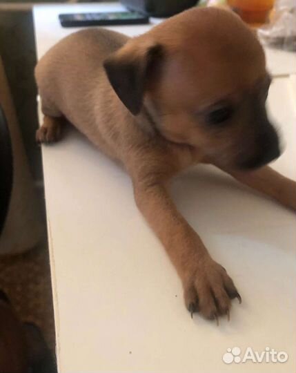 Собаки щенки маленькой породы