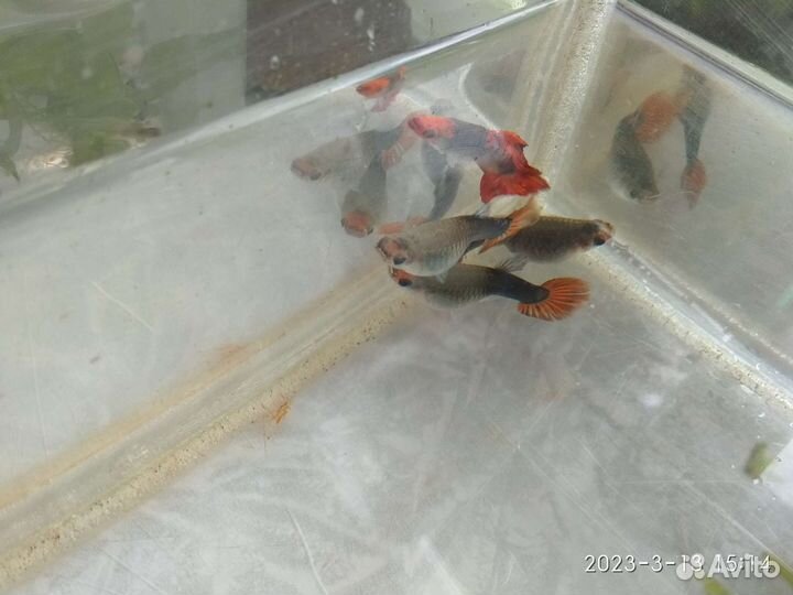 Гуппи Пецилия