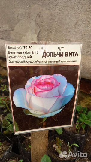 Саженцы роз многолетние