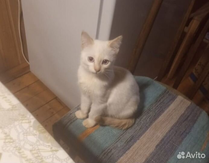 Котёнок метис Бирмы