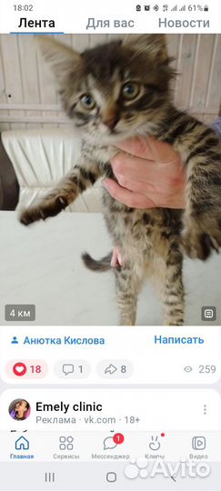 Котёнок
