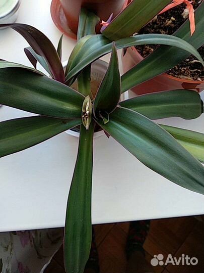 Традесканция 