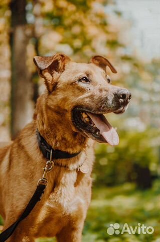 Собака по кличке Чубайс ищет дом