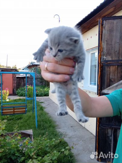 Шотландские котята