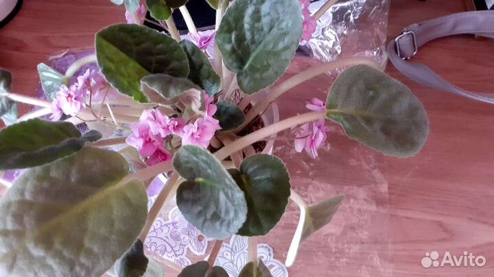 Сортовые фиалки