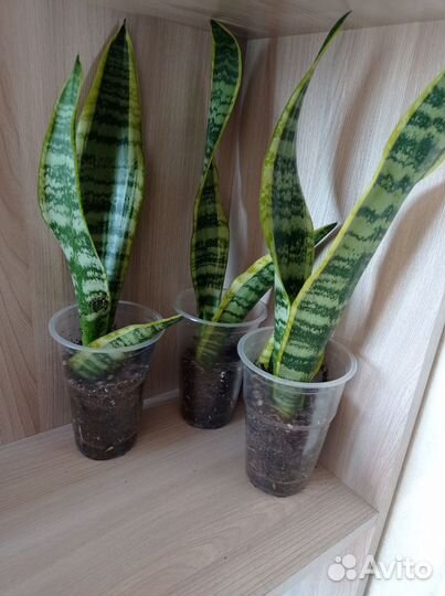 Крассула, сансевиерия,алоэ