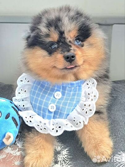 Померанский шпиц медвежьего типа