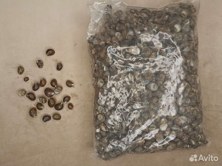 Ракушки нерита маленькие 1-2 см, вес