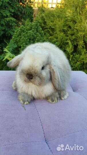 Миниатюрные минилопы