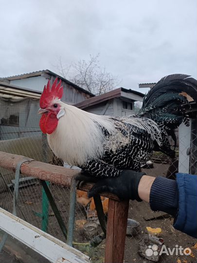 Петух брекель серебристый