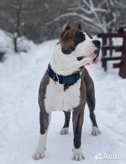 Американский стаффордширский терьер вязка