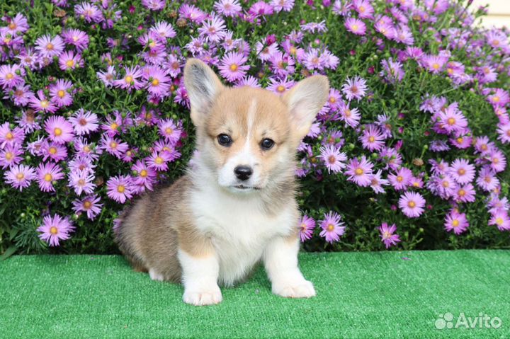 Вельш корги пемброк щеночки рыжики