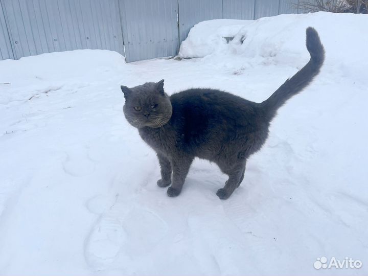 Бездомный кот