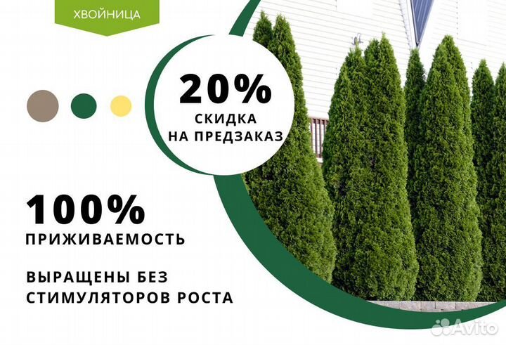 Туя Смарагд 1,8-2 м,Брабант,Колумна