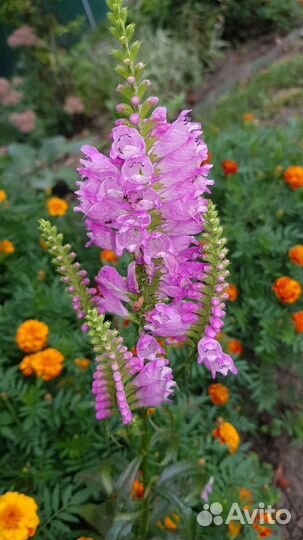 Физостегия