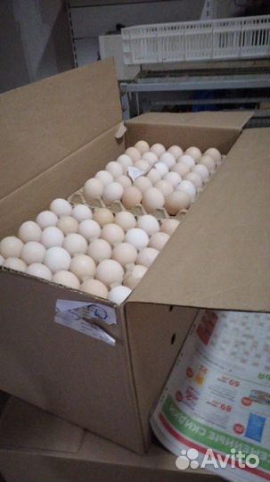 Инкубационное яйцо бройлера росс 308