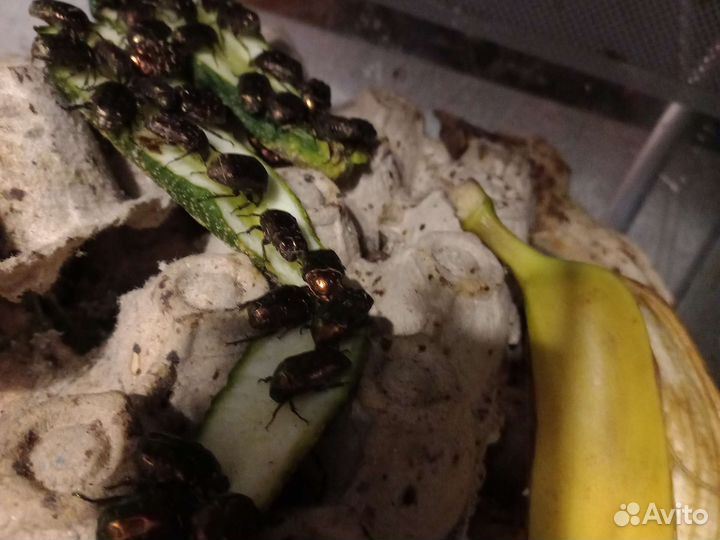 Дубовый опад (сушеный лист дуба) и Бронзовка