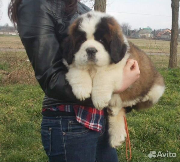 Щенок сенбернара