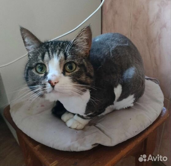 Красотка в добрые руки