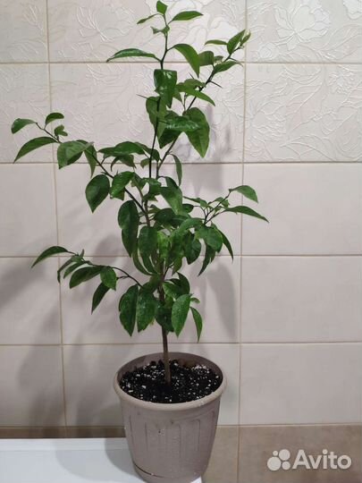 Мандариновое и грейпфрутовое дерево