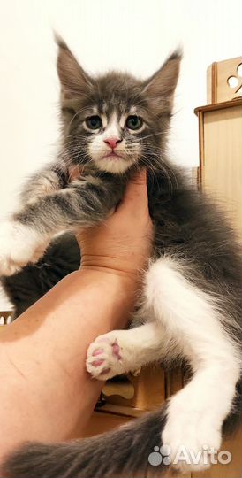 Мейн-кун классика и полидакты