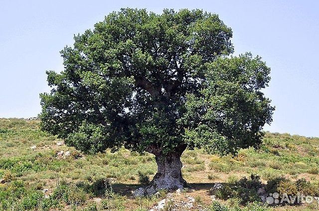 Деревья- крупномеры для озеленения